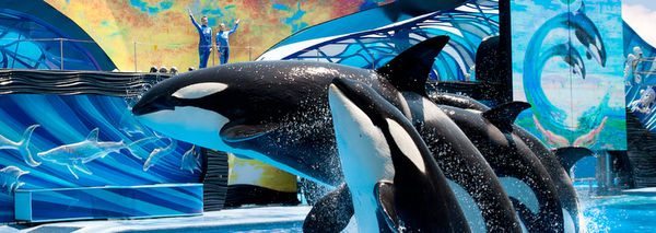 Today Only Save Money On SeaWorld And Busch Gardens Tickets
