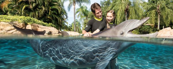 Get Half Off Busch Gardens And SeaWorld Theme Park Admission With Daily Getaways