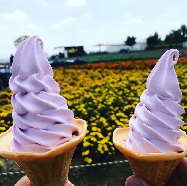 Reader Success Sampling Lavender Ice Cream Exploring Gigantic Flower Fields And Peering Into North Korea