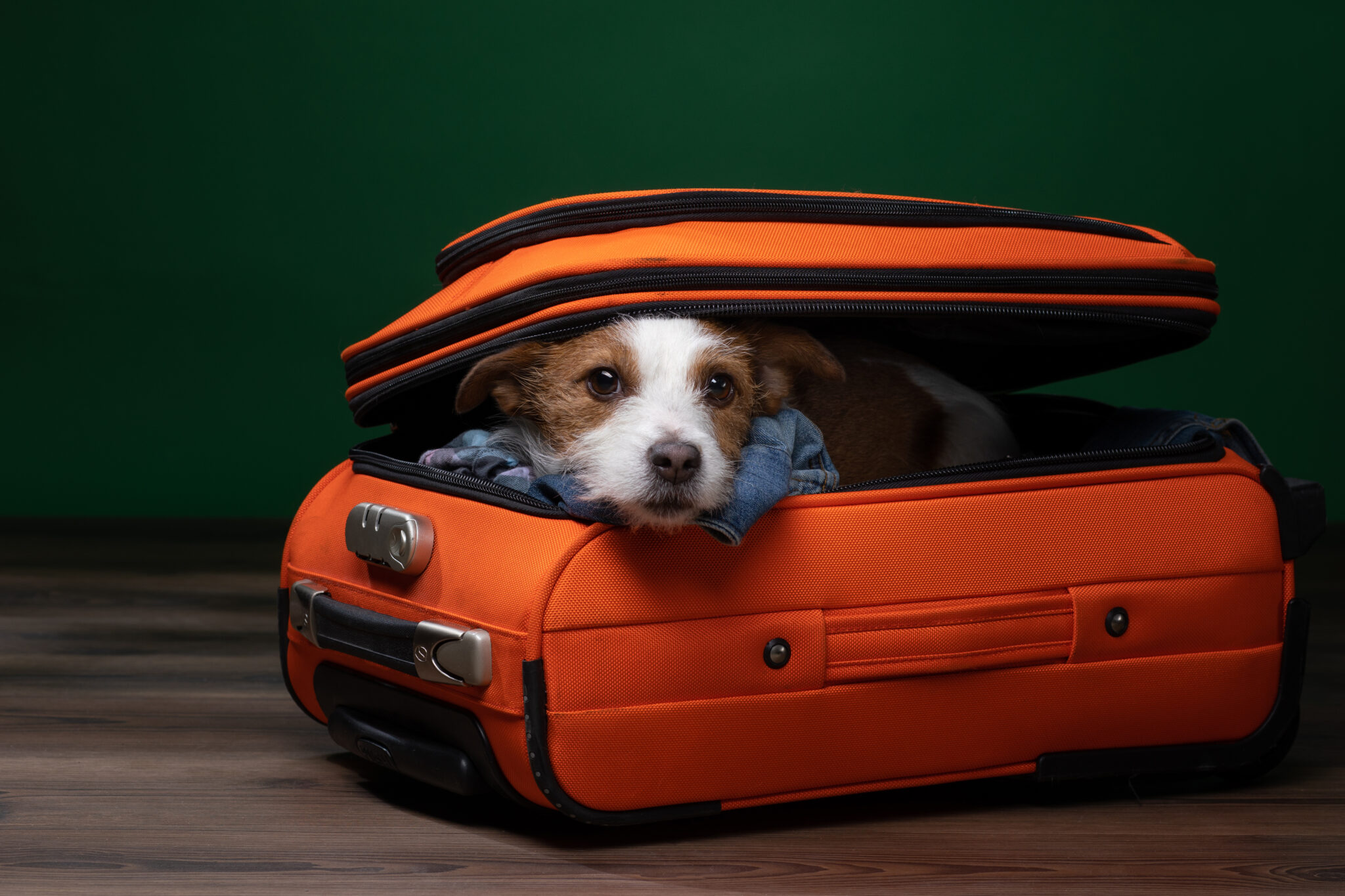 Southwest Pet Policy Million Mile Secrets