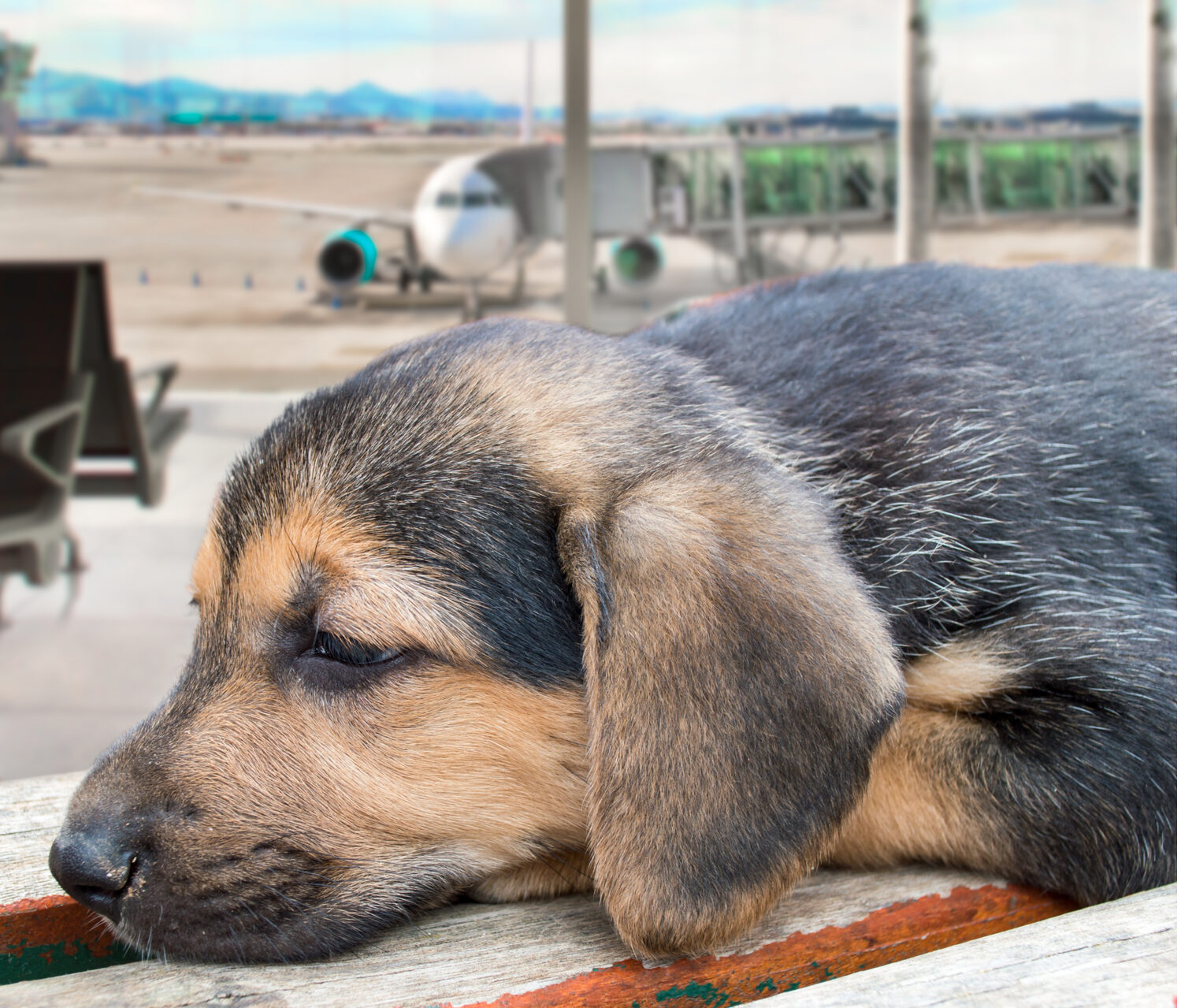What the new emotional support animal rules mean for pet travel | Million  Mile Secrets