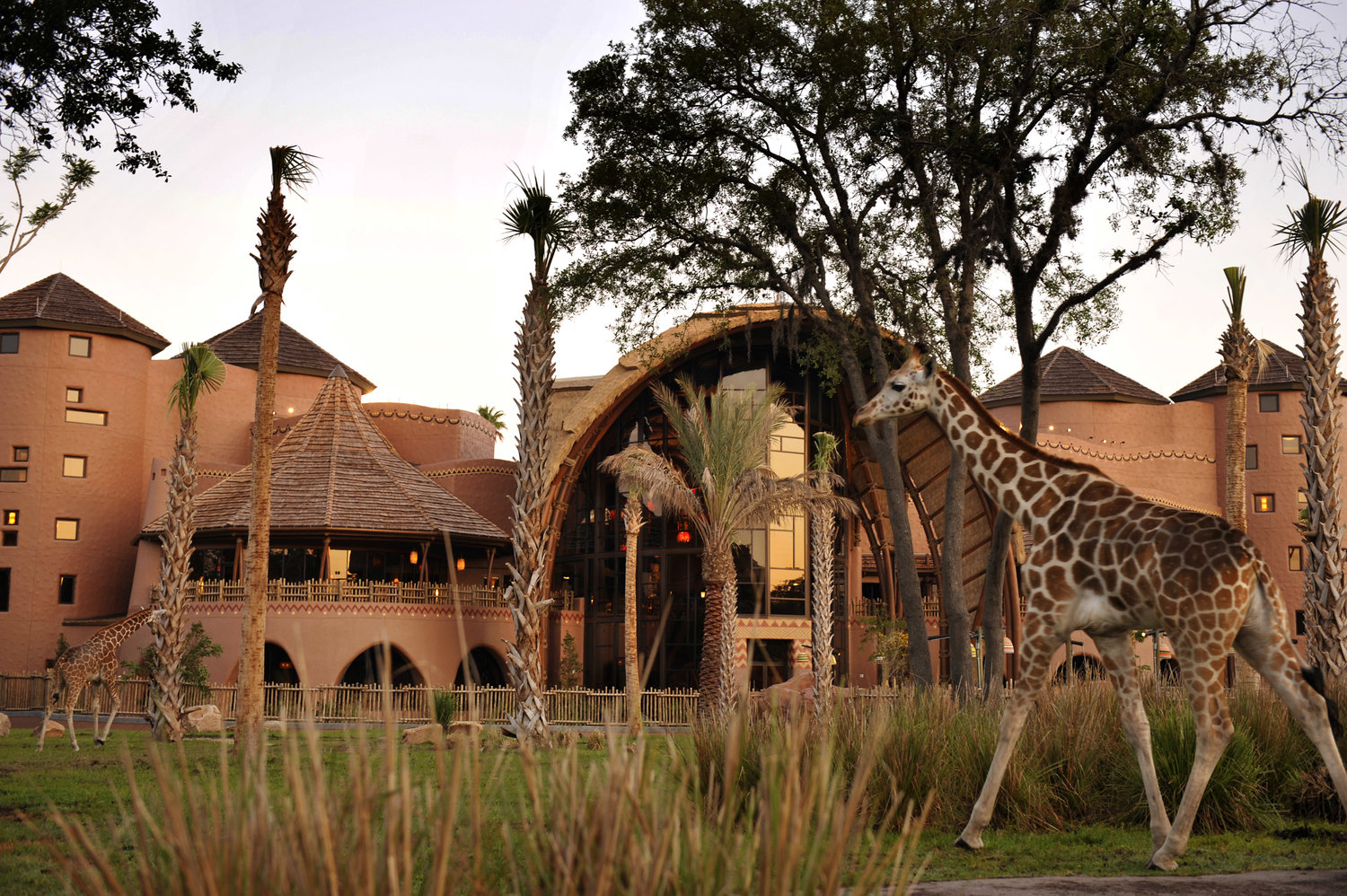 Yes, You Can Really See Giraffes at Disney's Animal Kingdom Lodge