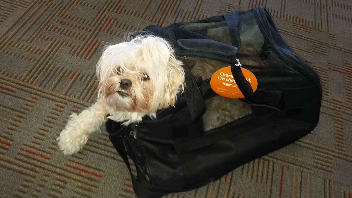 allegiant air and pets