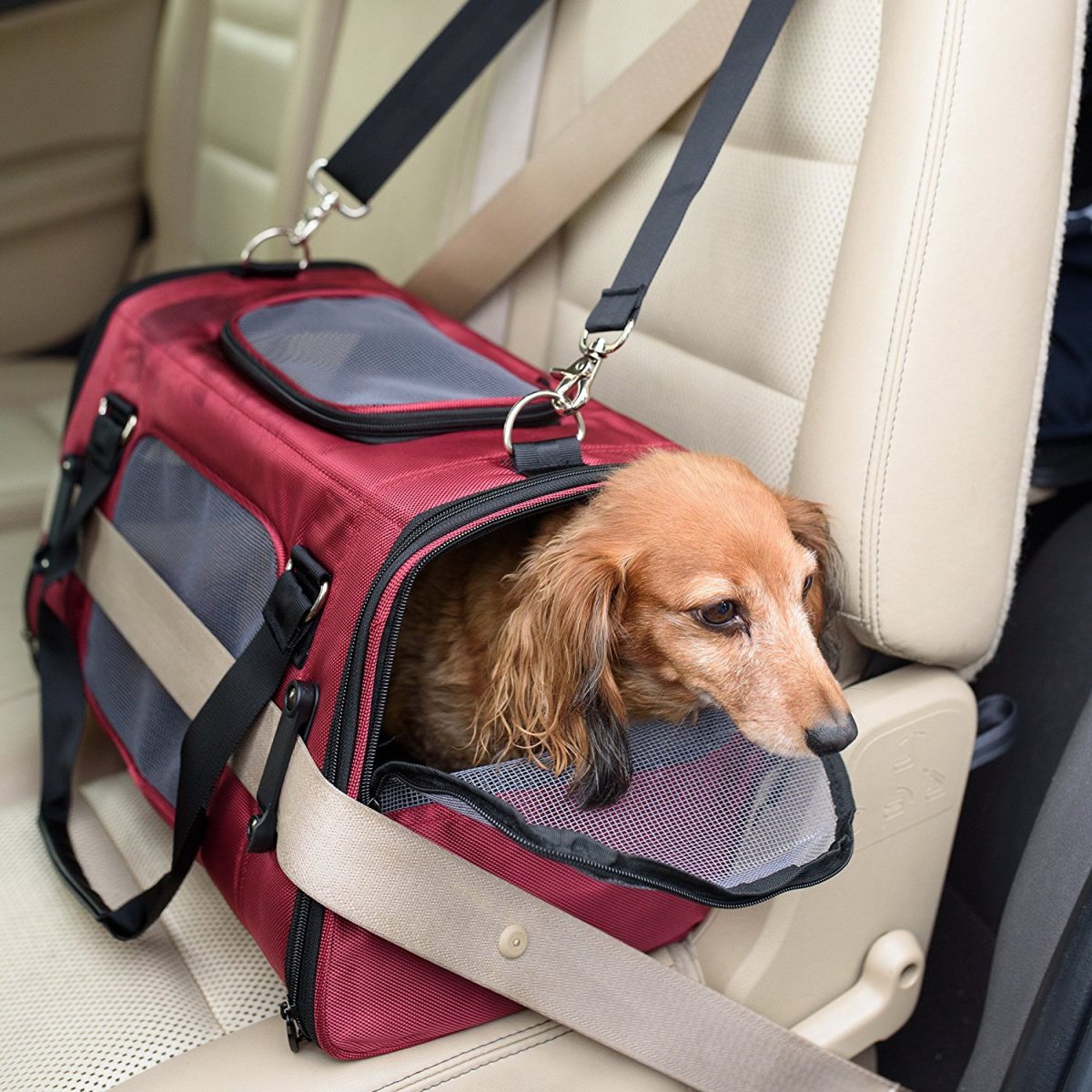 how to train dog travel bag