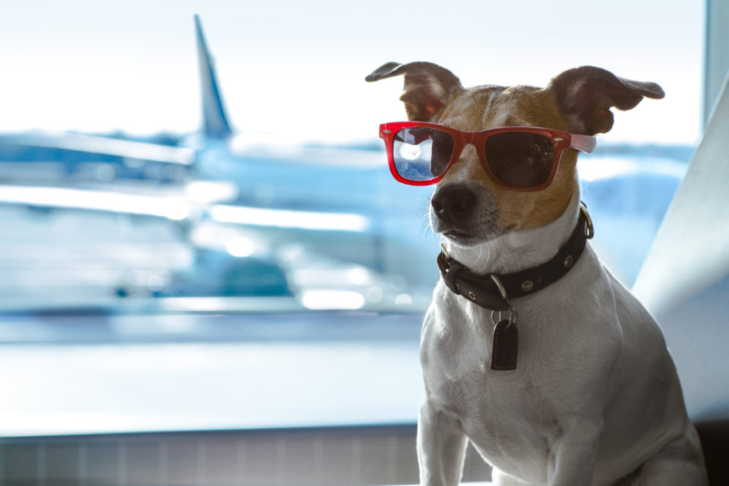 American flying cheap with pets