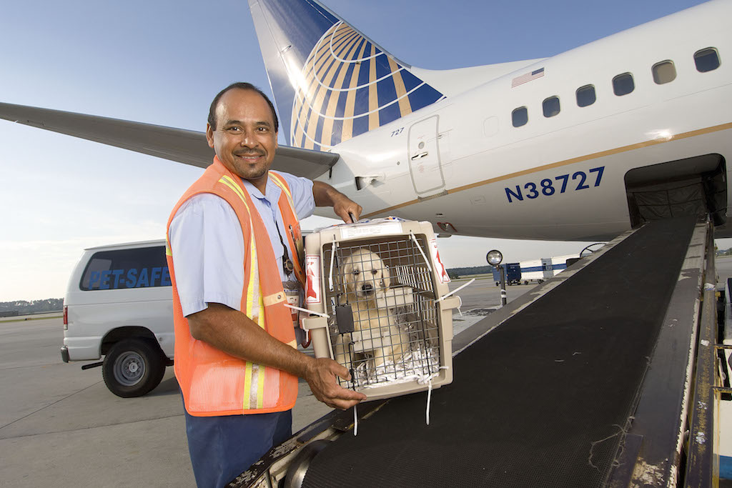 9 most pet friendly airlines in America 