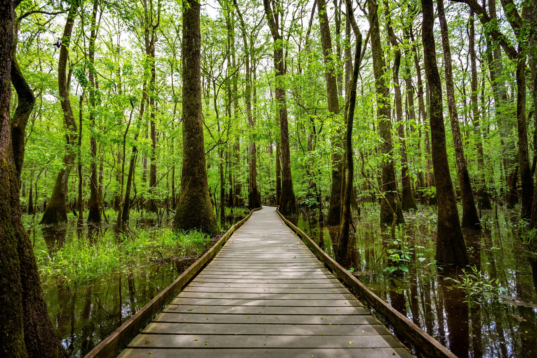 Boardwalk in Congaree National Park