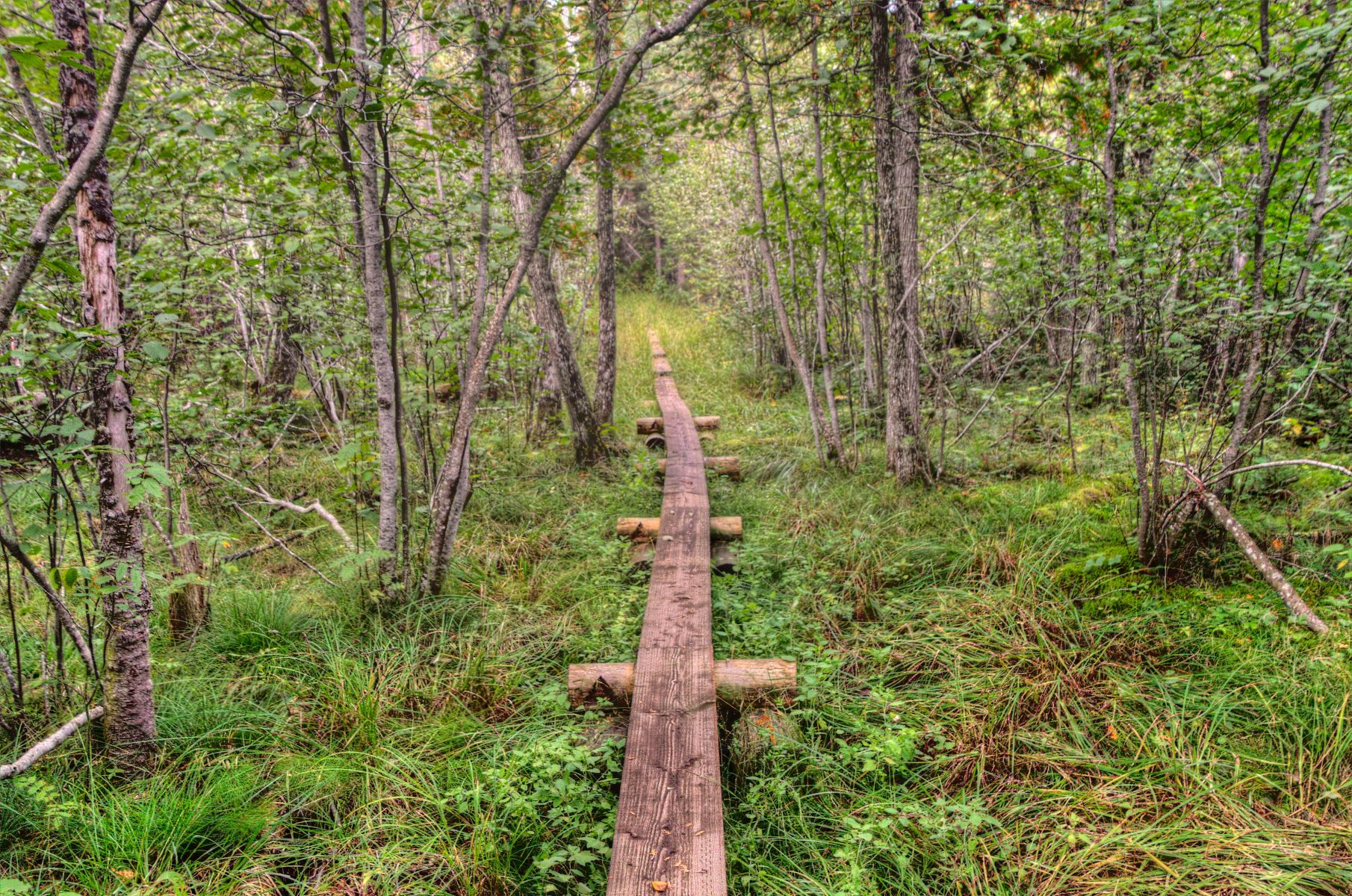 Isolated foot path in Isle Royale National Park