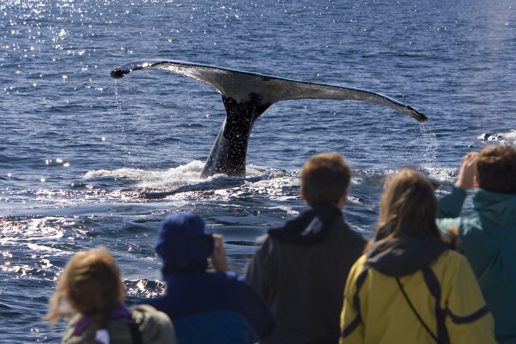 People on Whale Watching Trip in Alaska